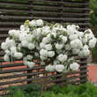 Viburnum 'Eskimo': Bild 4/7