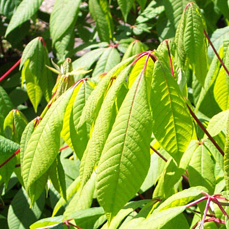 Strauchkastanie Aesculus parviflora weiß