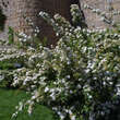 Spiraea cantoniensis 'Lanceata': Bild 4/6