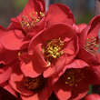 Chaenomeles 'Rubra Grandiflora': Bild 1/3