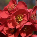 Zierquitte - Chaenomeles 'Rubra Grandiflora'