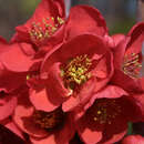 Chaenomeles 'Rubra Grandiflora' - Zierquitte