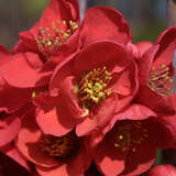 Chaenomeles 'Rubra Grandiflora' - Zierquitte