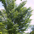 Fagus engleriana: Bild 4/4
