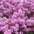 Syringa chinensis 'Saugeana': Bild 2/7