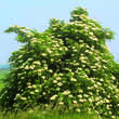 Sambucus nigra: Bild 6/6
