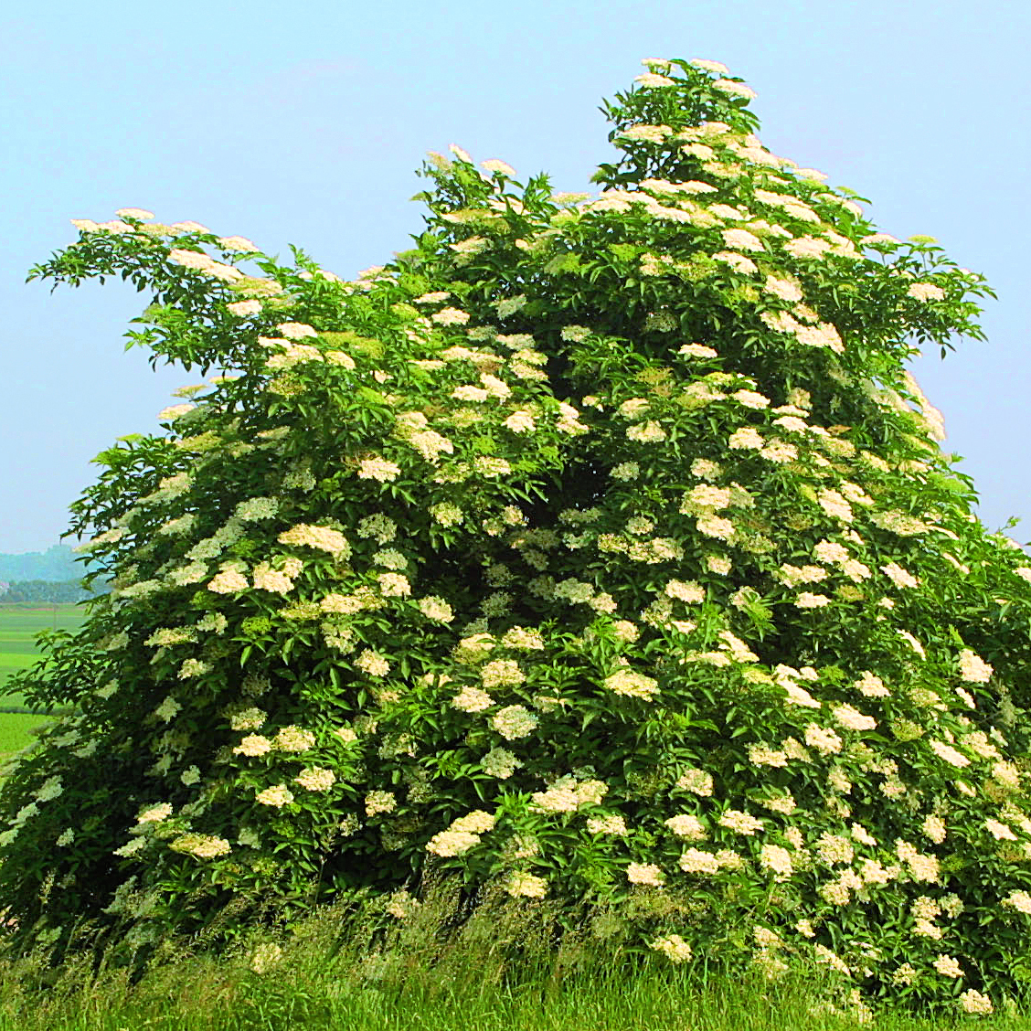 Schwarzer Holunder - Sambucus nigra - weiß
