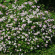 Spiraea japonica 'Little Princess': Bild 6/7