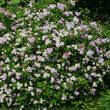 Spiraea japonica 'Little Princess': Bild 6/7