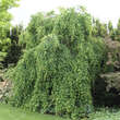 Cercidiphyllum japonicum 'Pendulum': Bild 4/5