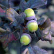 Quercus robur 'Atropurpurea': Bild 3/3