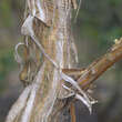 Heptacodium miconioides: Bild 6/12