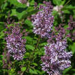 Syringa prestoniae 'Royalty': Bild 2/3