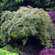 Acer palmatum 'Omuryama': Bild 5/5