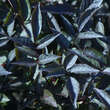 Sambucus nigra 'Black Beauty': Bild 2/4