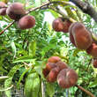 Prunus p. 'Tellerpfirsich Giallo': Bild 3/4