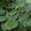 Salix caprea: Bild 5/5