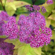 Spiraea japonica 'Goldflame': Bild 3/5
