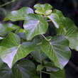 Hedera hibernica 'Arbori Compact': Bild 2/2