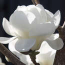 Yulan-Magnolie - Magnolia denudata