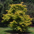 Acer palmatum 'Orange Dream': Bild 5/5