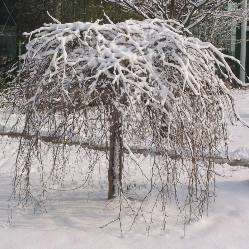 Hnge-Blutbuche - Fagus sylvatica 'Purpurea Pendula' - rot