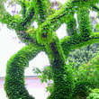 Parthenocissus tricuspidata 'Veitchii': Bild 10/15