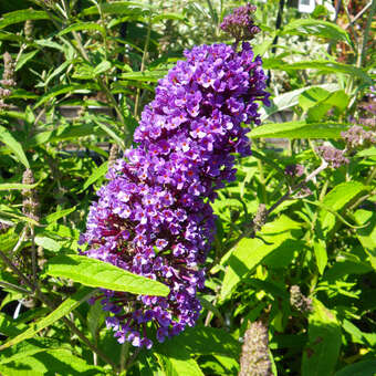 Buddleja davidii 'Purple Emperor'