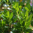 Rhododendron ferrugineum: Bild 2/3
