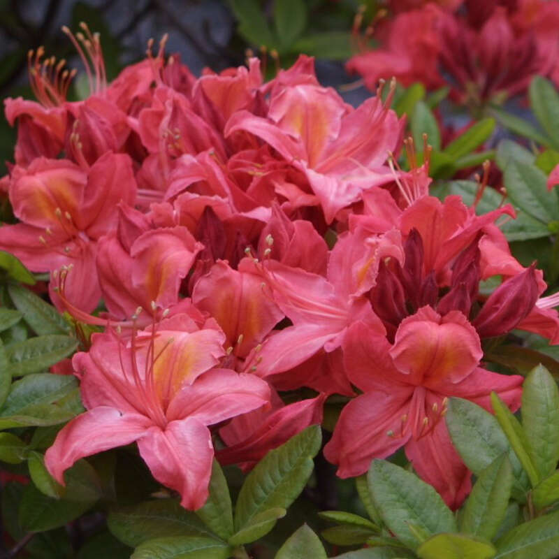 Hohe Gartenazalee Azalea Großblumig rosa rosa