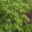 Acer palmatum 'Dissectum': Bild 2/9
