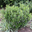 Prunus laurocerasus 'Gajo': Bild 6/9
