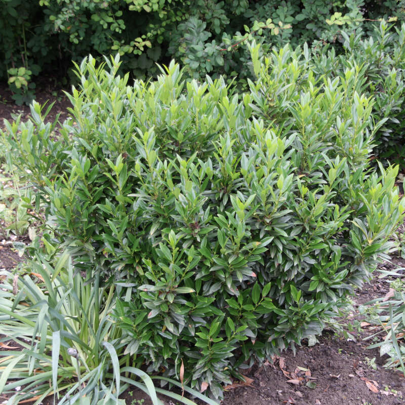 Kirschlorbeer - Prunus laurocerasus 'Gajo' in Baumschulqualitt aus  sterreich kaufen
