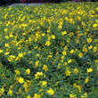 Hypericum 'Hidcote': Bild 5/8