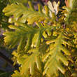 Quercus frainetto: Bild 2/4