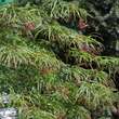 Acer palmatum 'Scolopendriifolium': Bild 5/11