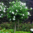 Hibiscus syr. 'Diana': Bild 4/4