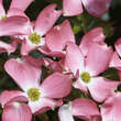 Cornus florida rubra: Bild 6/9