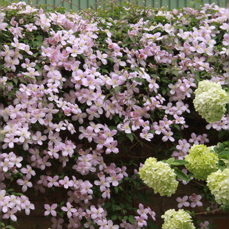 Bergwaldrebe - Clematis montana rubens - rosa