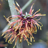 Hamamelis intermedia 'Feuerzauber - Zaubernuss