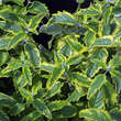 Caryopteris cland. 'Summer Sorbet': Bild 2/4