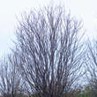 Gleditsia triac. 'Elegantissima': Bild 6/6