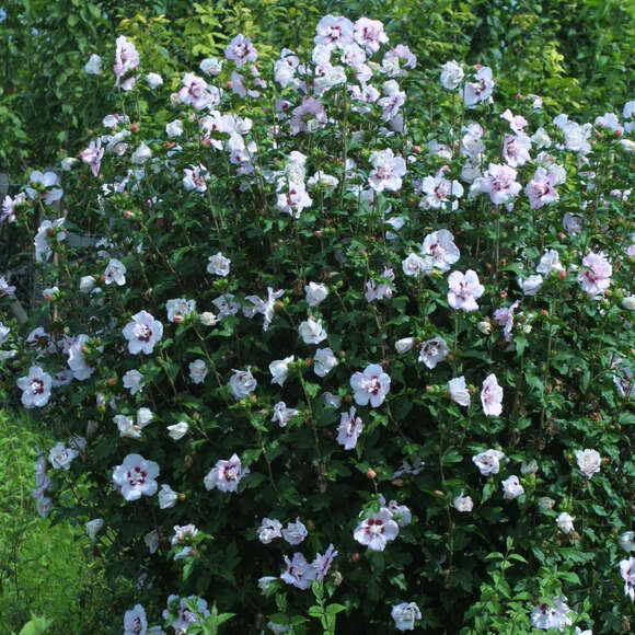 Eibisch Hibiscus syriacus 'Speciosus' weiß
