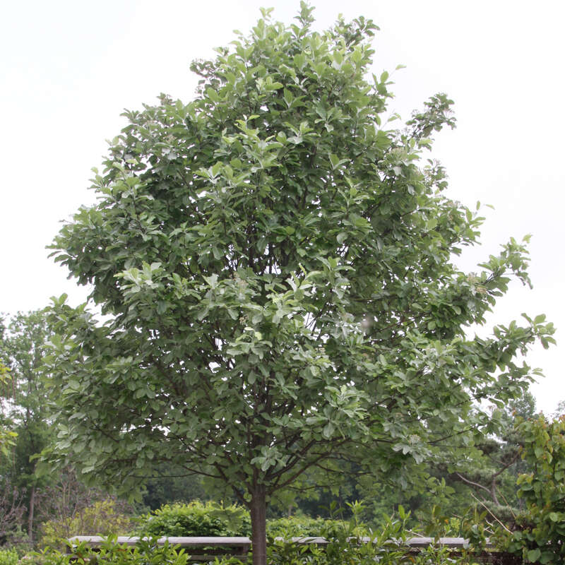 Weißfilzige Mehlbeere Sorbus aria 'Lutescens' weiß