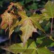 Acer 'Pacific Sunset': Bild 3/10