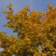 Quercus rubra: Bild 3/8