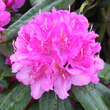 Rhododendron Hybride - rosa PG2: Bild 3/5