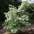 Chionanthus retusus: Bild 13/13