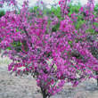 Malus 'Coccinella': Bild 6/7