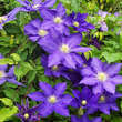 Clematis 'The President': Bild 5/6